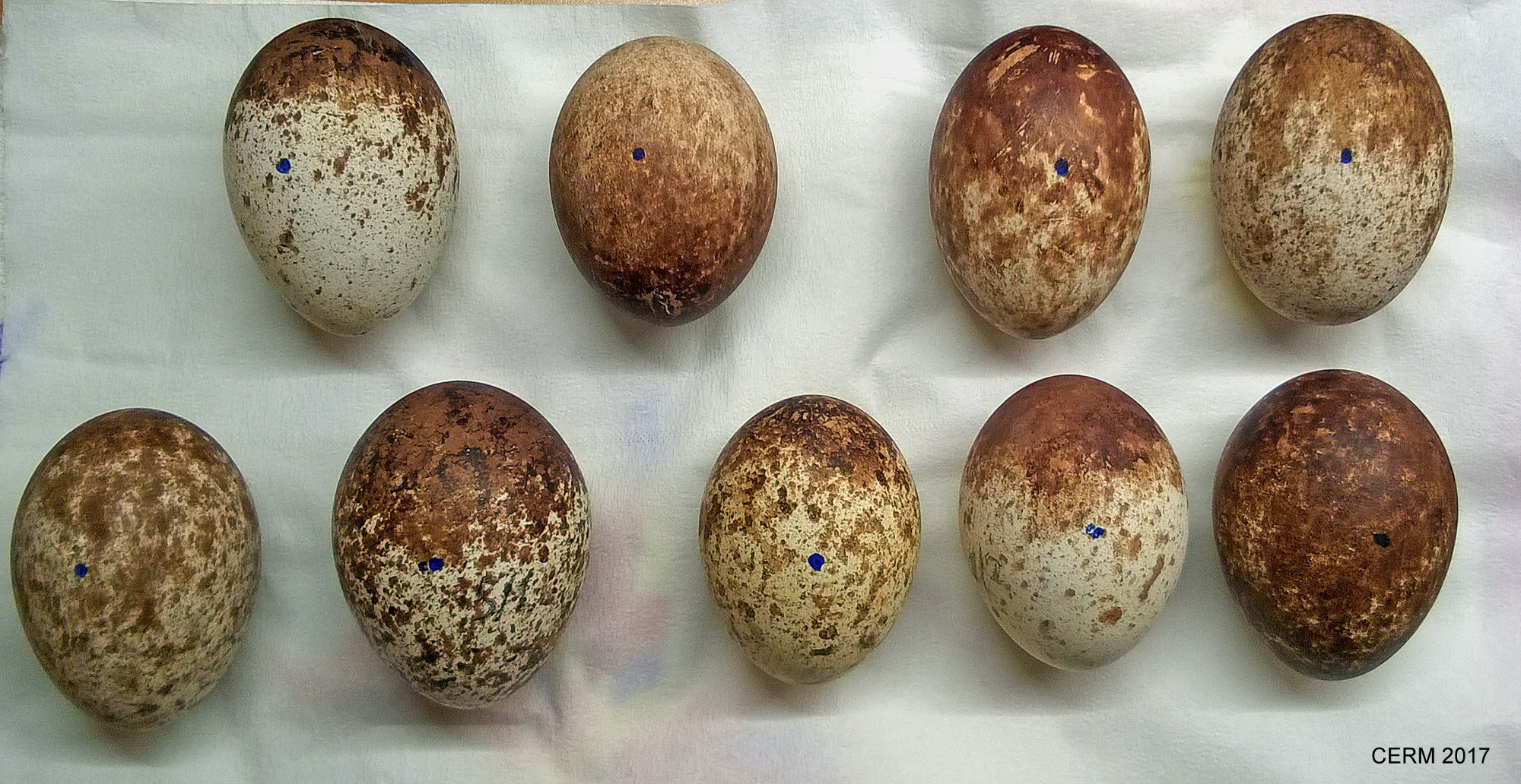 Le nove uova di capovaccaio deposte nel 2017 da 5 coppie